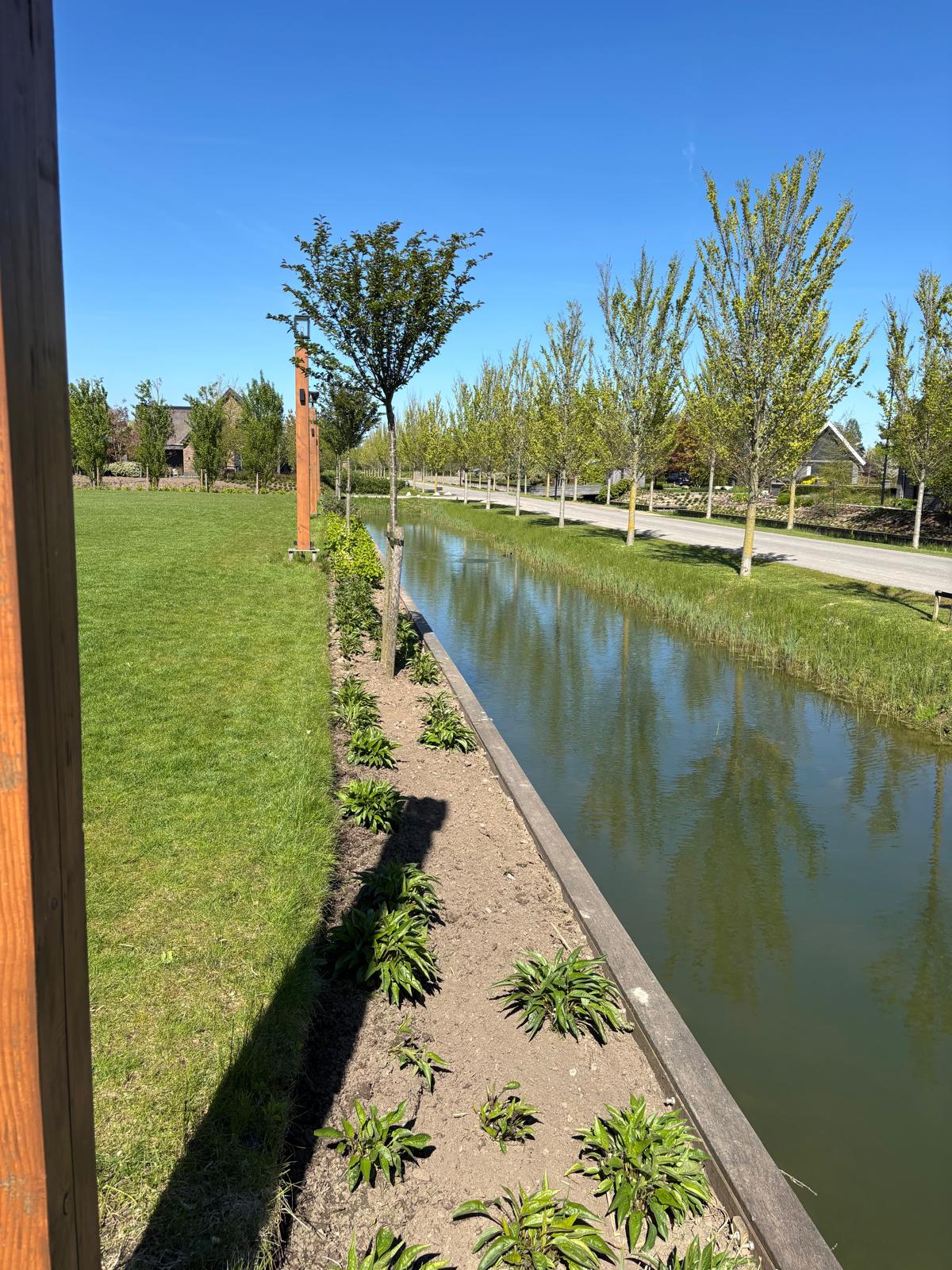 Beplanting langs waterkant met jonge bomen